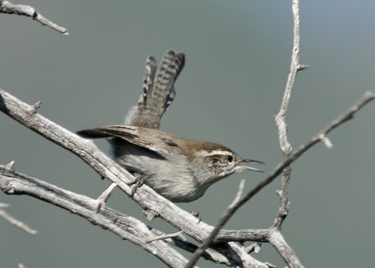 Bewick's Wren - ML370887641