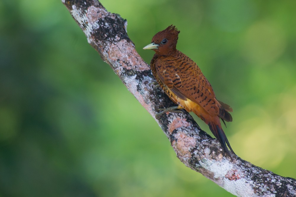 Waved Woodpecker (Scale-breasted) - Joao Quental JQuental