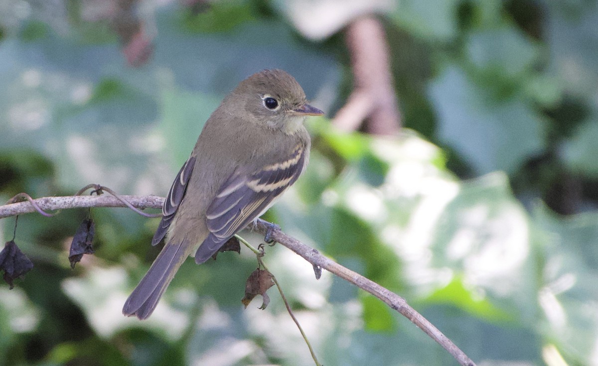 Empidonax sp. - John Callender