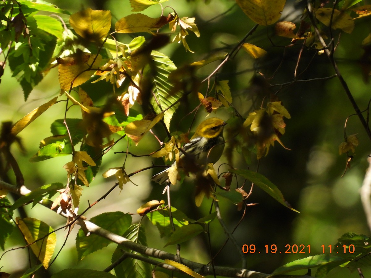 Black-throated Green Warbler - ML370890581