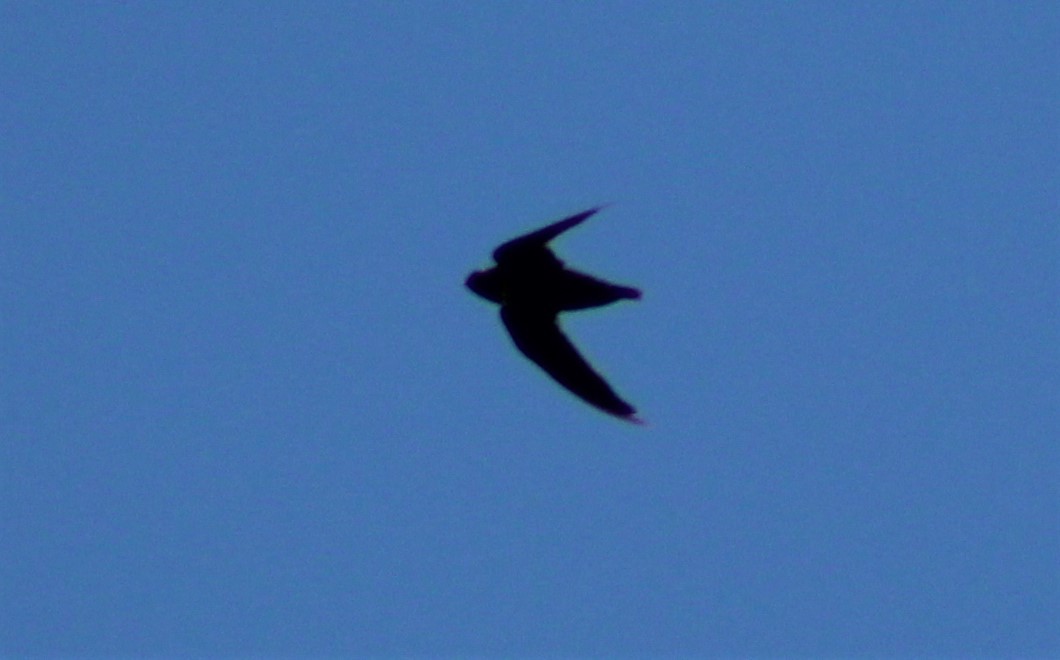 White-collared Swift - ML370891111