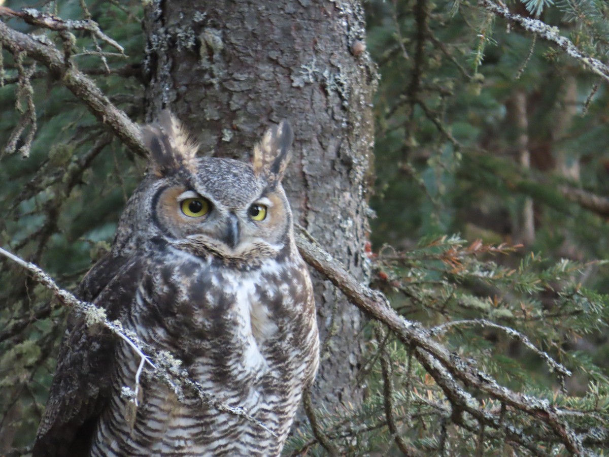 Great Horned Owl - Laura Burke