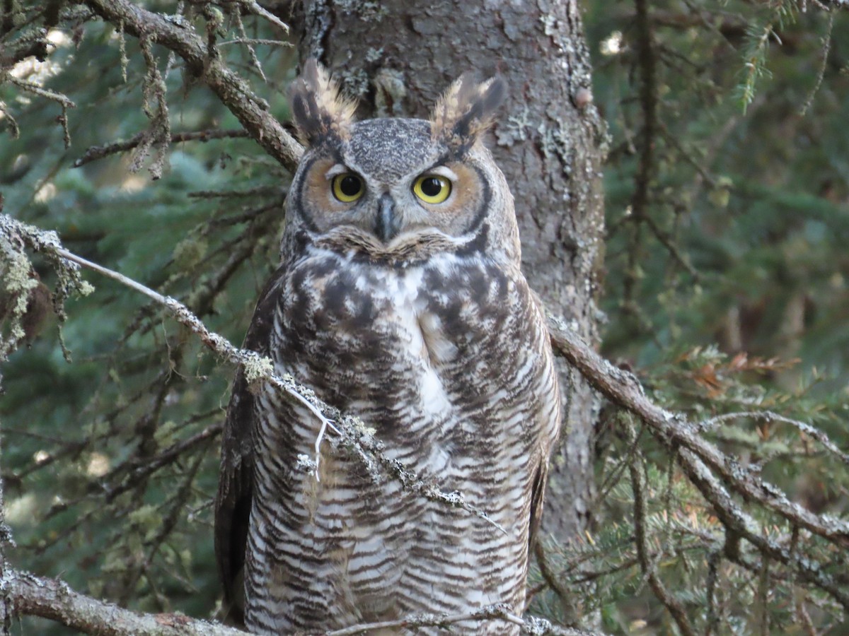 Great Horned Owl - ML370891411