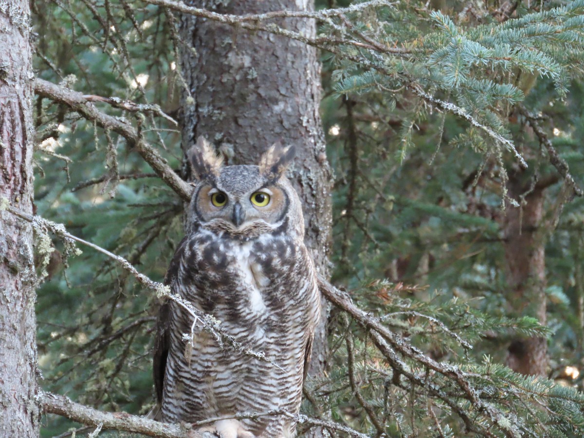 Great Horned Owl - ML370891441