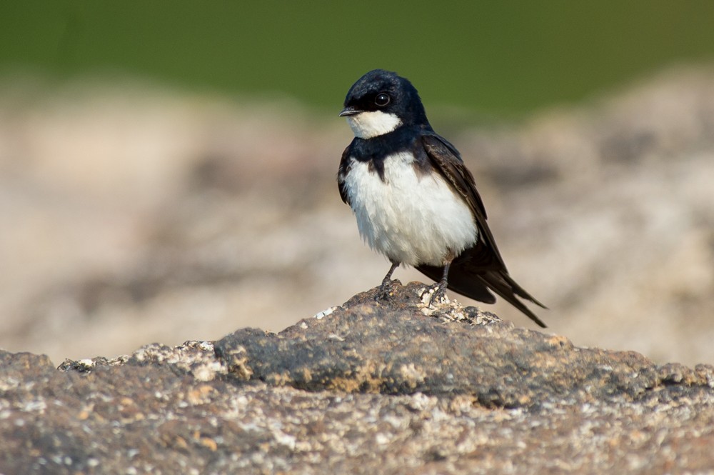 Black-collared Swallow - Joao Quental JQuental