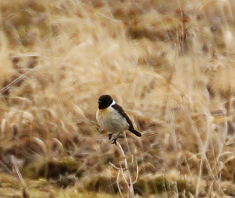 Amur Stonechat - McKenzie Mudge