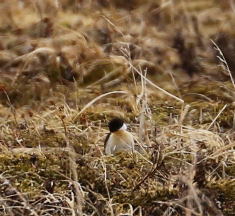 Amur Stonechat - McKenzie Mudge