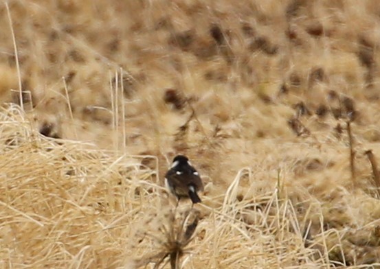 Amur Stonechat - McKenzie Mudge