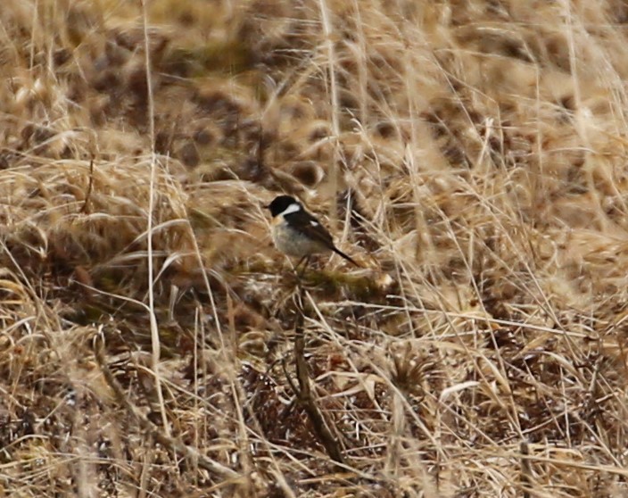 Stejnegerschwarzkehlchen - ML370892131