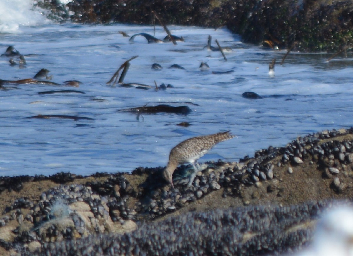 Whimbrel - Jorge Leitão