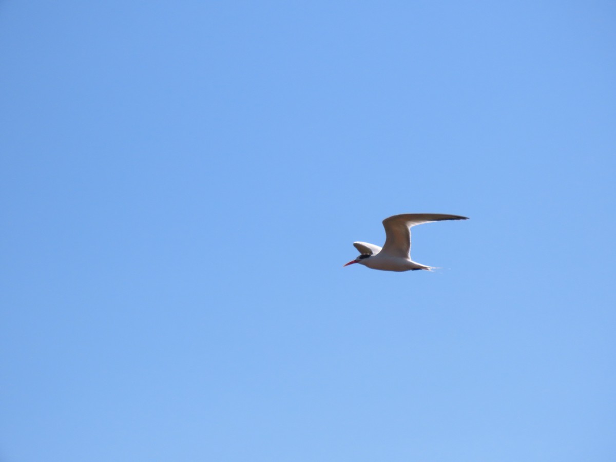 Elegant Tern - Diego Yanez Rojas