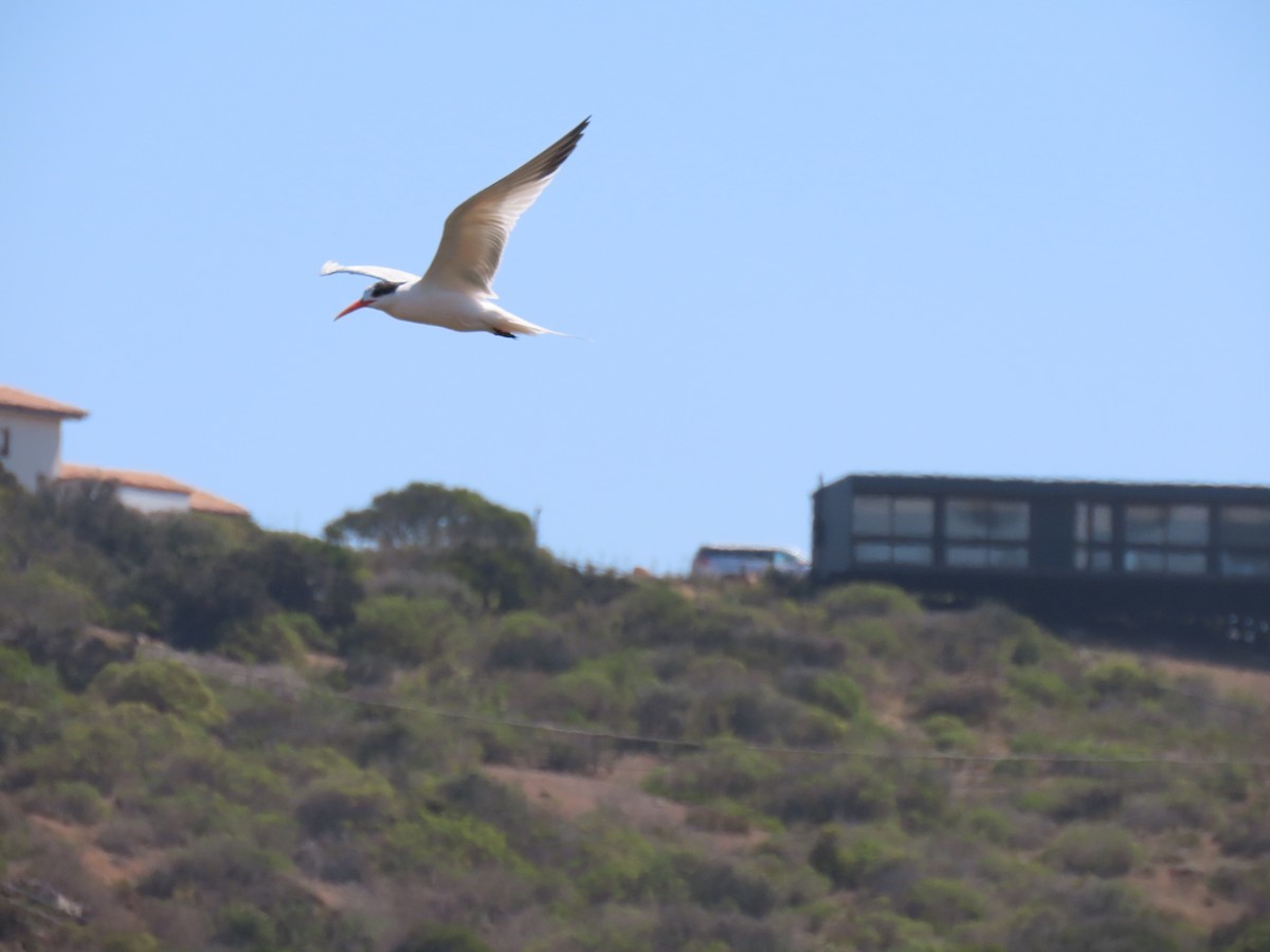 Elegant Tern - ML370892761