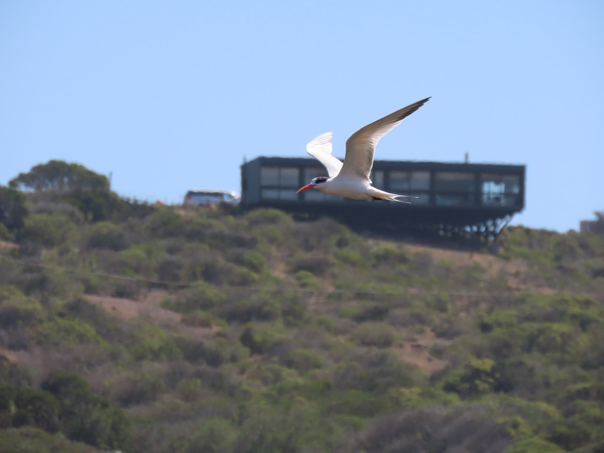 Elegant Tern - ML370892771