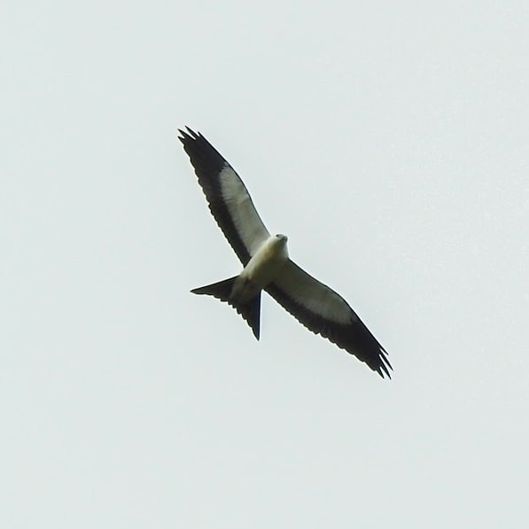 Swallow-tailed Kite - ML370892911
