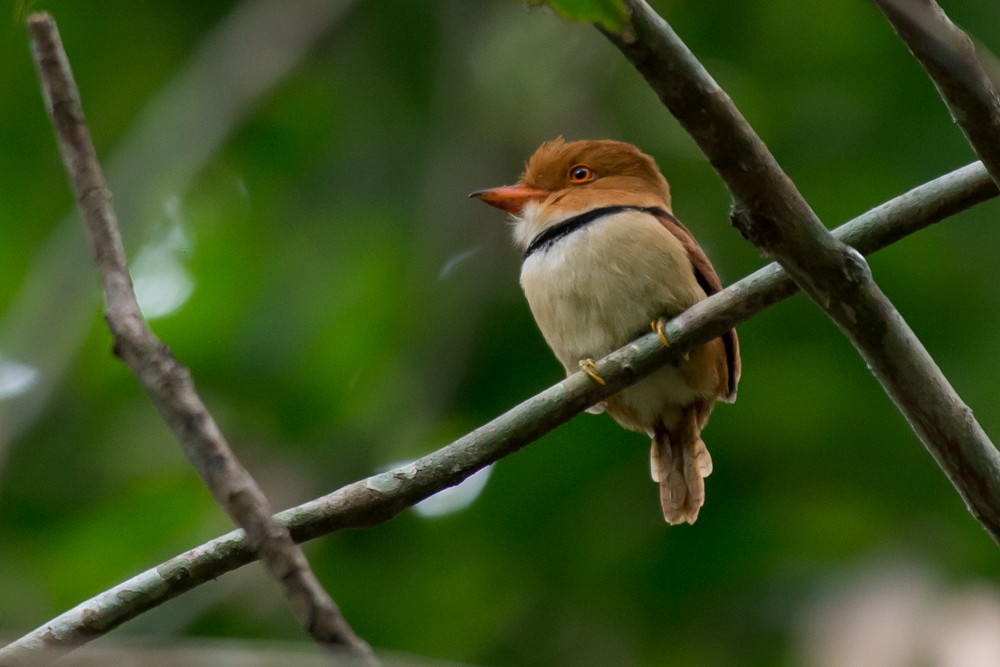 Collared Puffbird - ML37089311