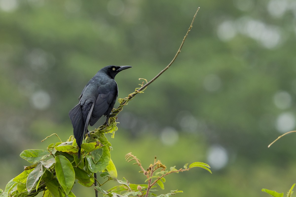 Nicaraguan Grackle - Joshua Covill