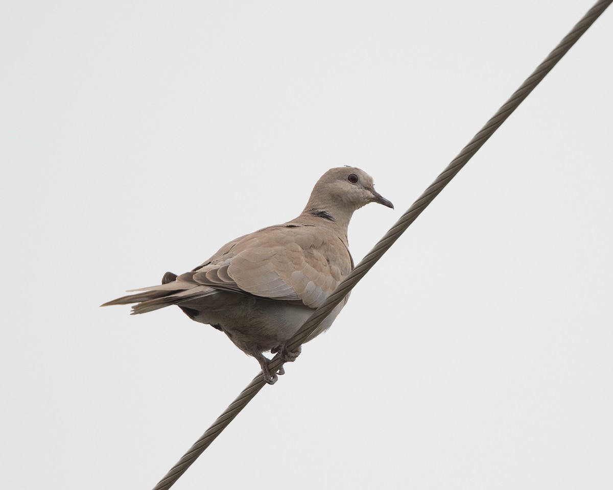 Eurasian Collared-Dove - Anthony Kaduck