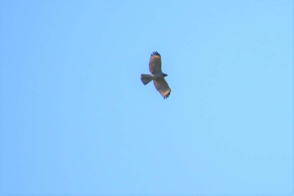 Red-shouldered Hawk - ML370896331