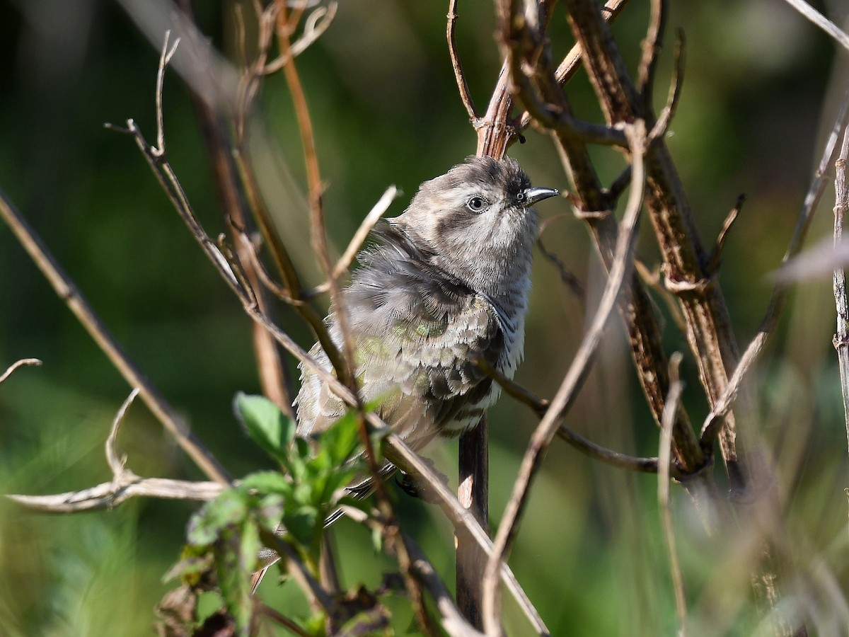 Horsfield's Bronze-Cuckoo - ML370899881