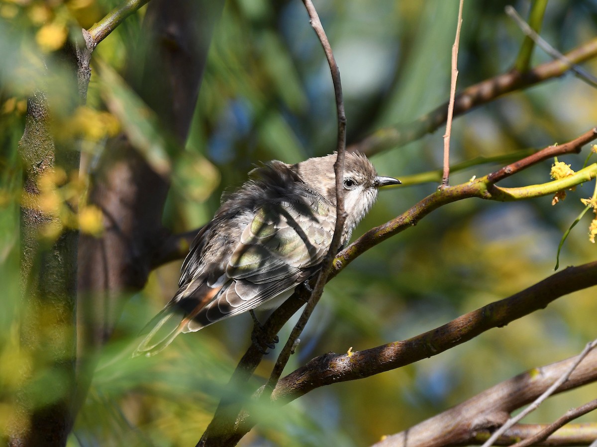 Horsfield's Bronze-Cuckoo - ML370899891