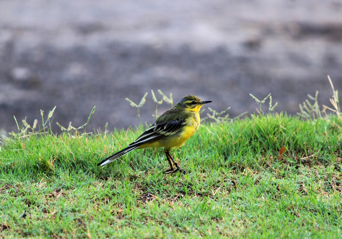 Western Yellow Wagtail (flavissima/lutea) - Komal Agrawal