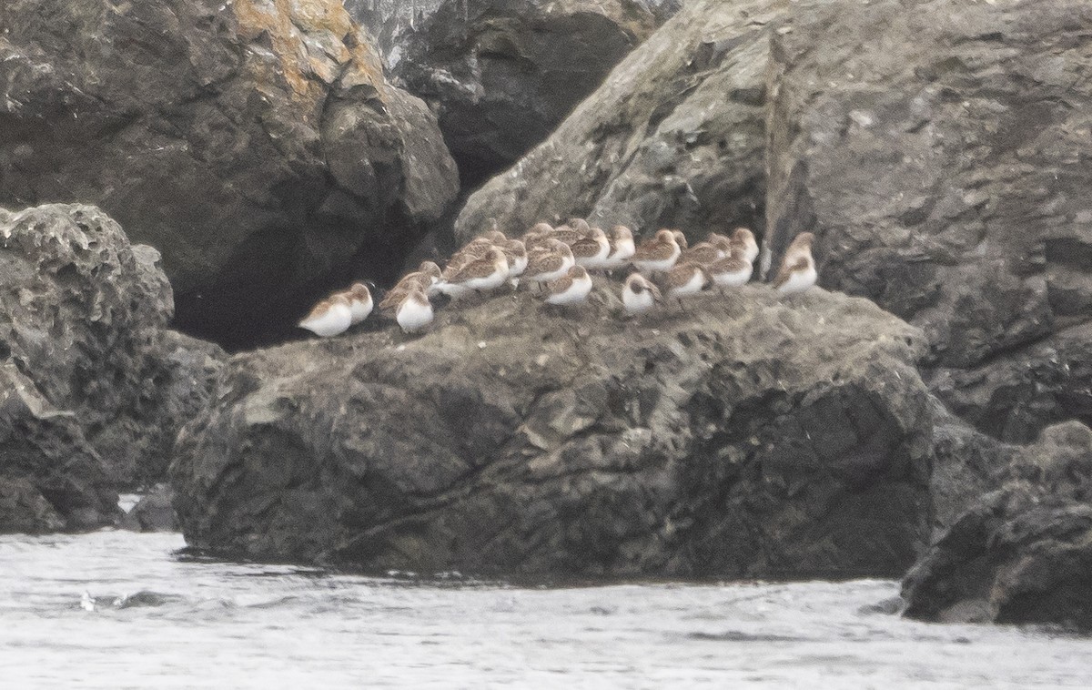 Western Sandpiper - Elizabeth Crouthamel