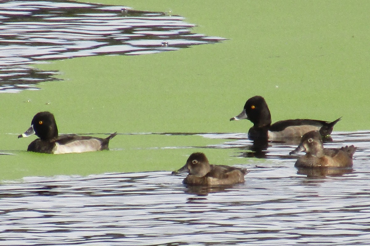 Ring-necked Duck - ML370901241