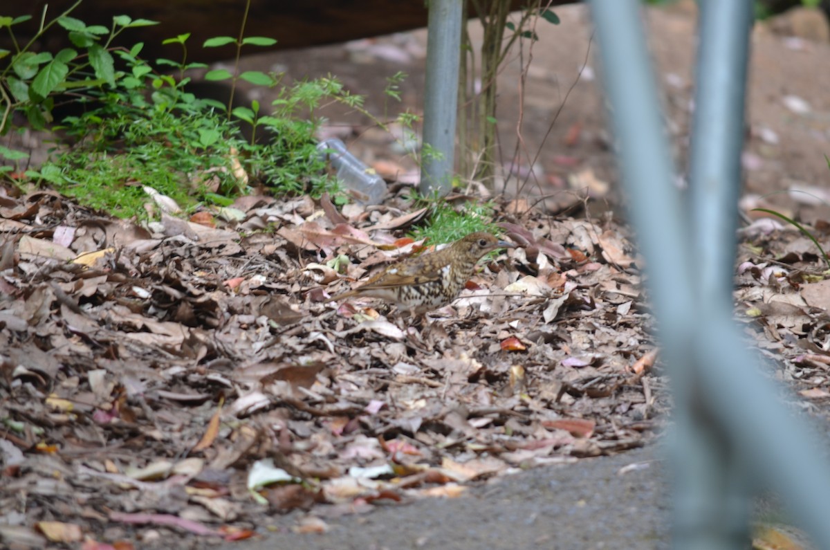 Bassian/Russet-tailed Thrush - ML37090261