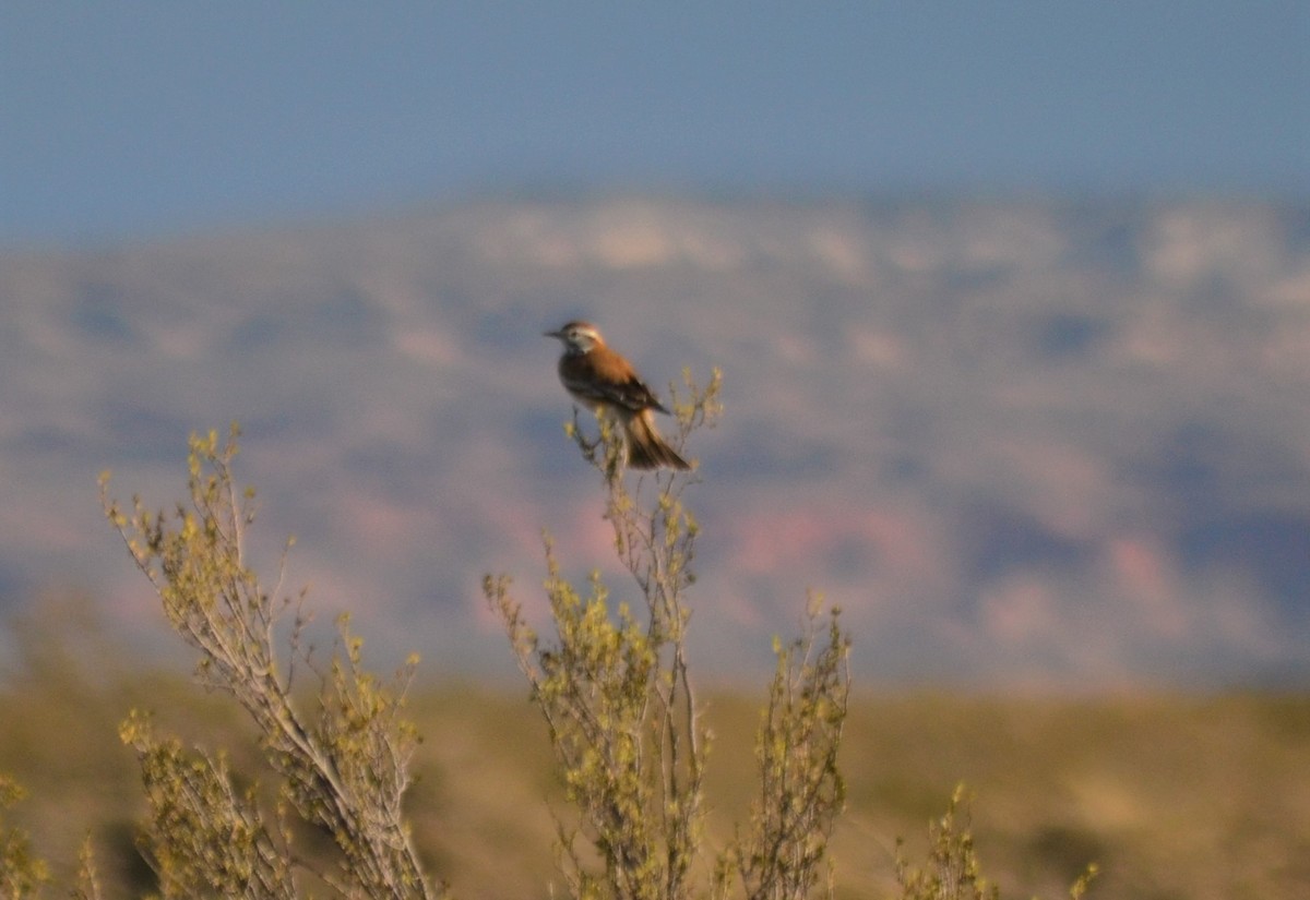 rustryggtyrann - ML370903971