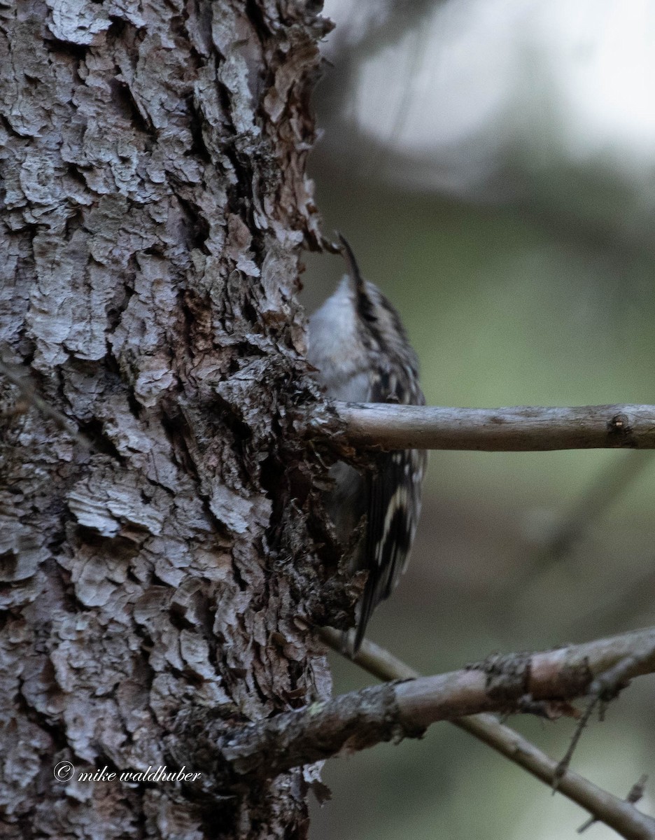 Brown Creeper - ML370904231