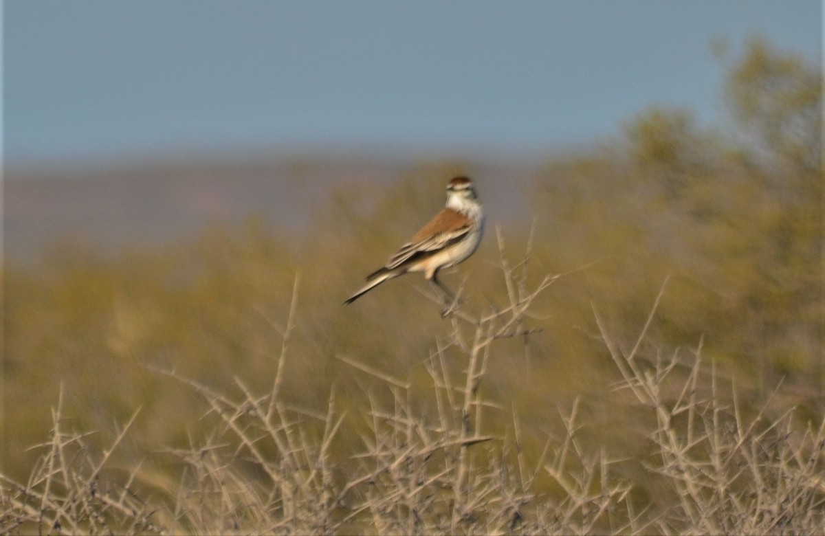 rustryggtyrann - ML370905151