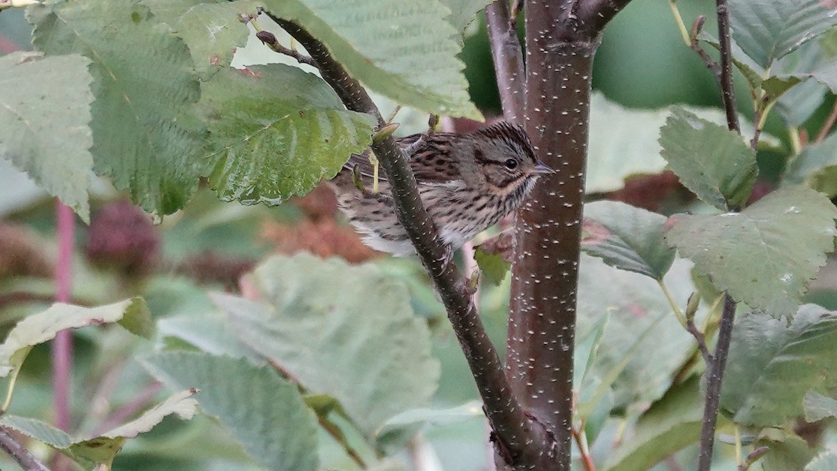 Lincoln's Sparrow - ML370905711