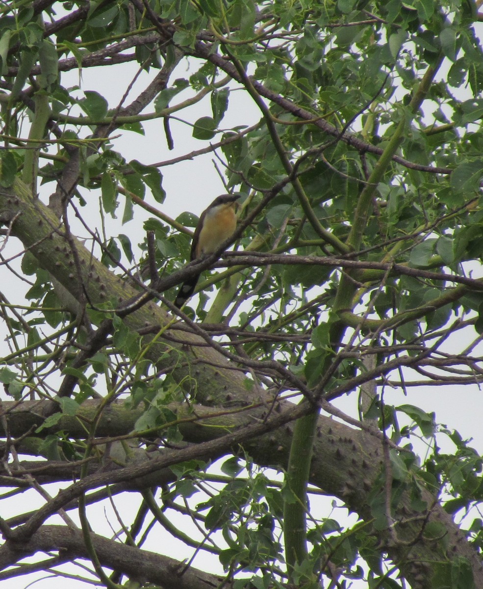 Dark-billed Cuckoo - ML370905851