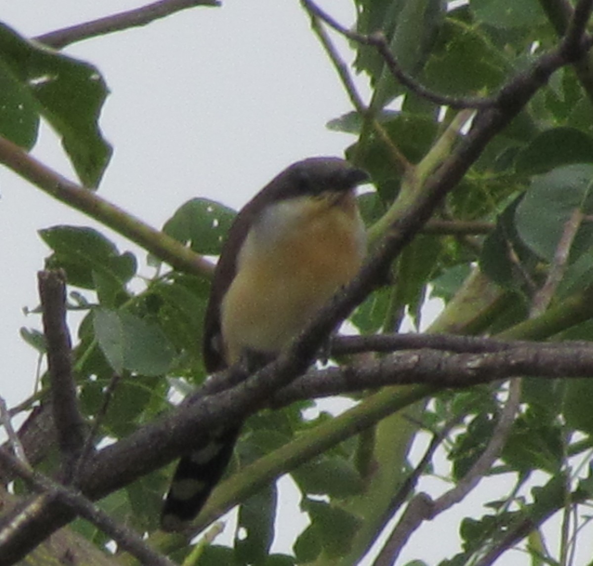 Dark-billed Cuckoo - ML370905881