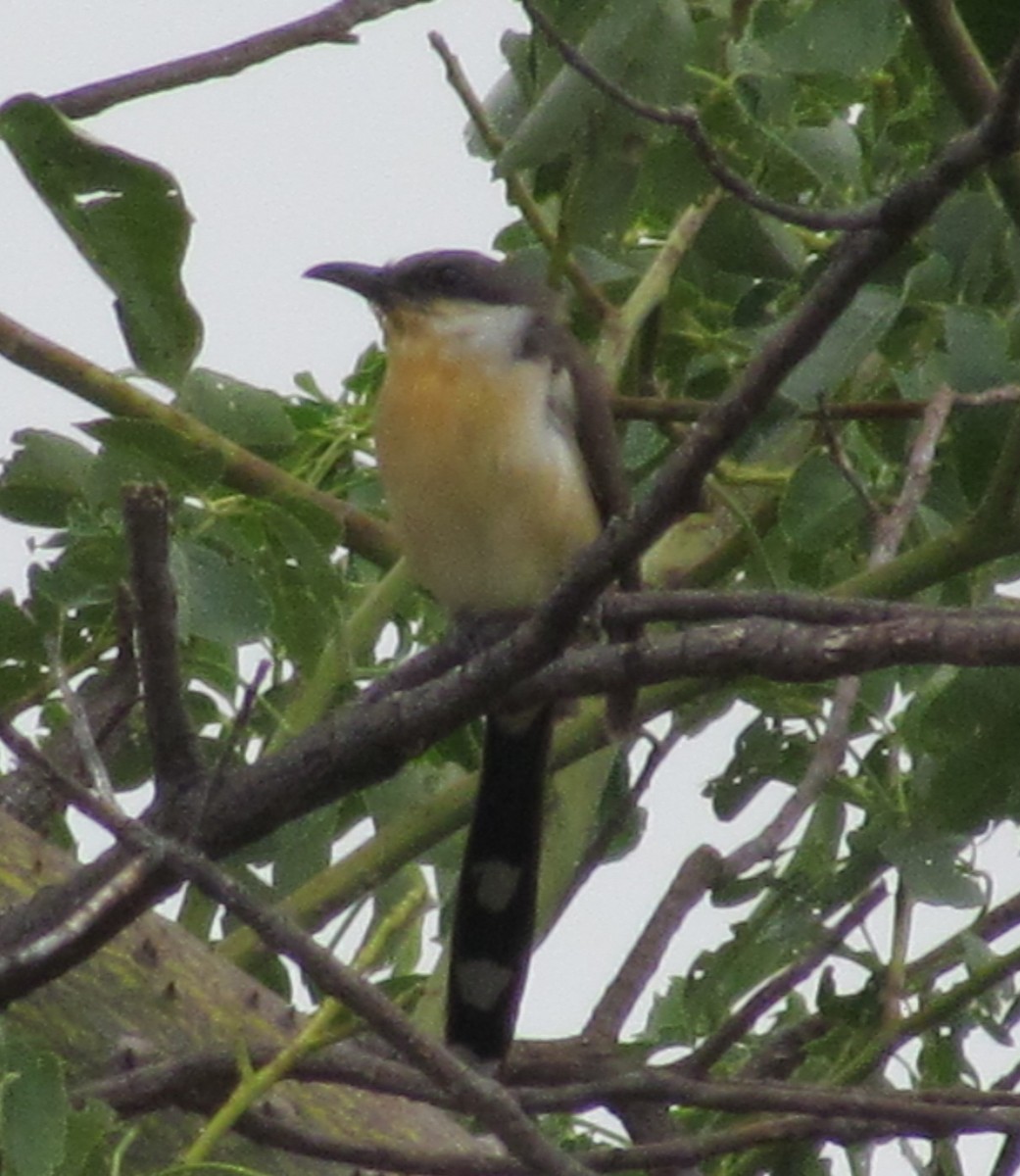 Dark-billed Cuckoo - ML370906031