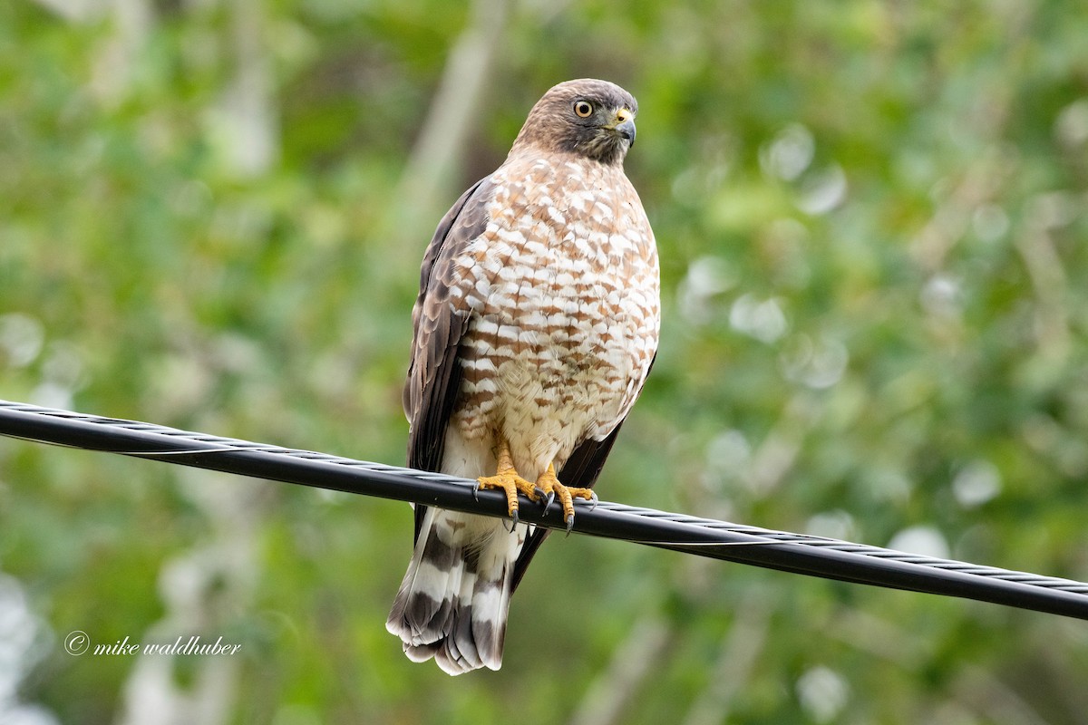 Broad-winged Hawk - ML370906301