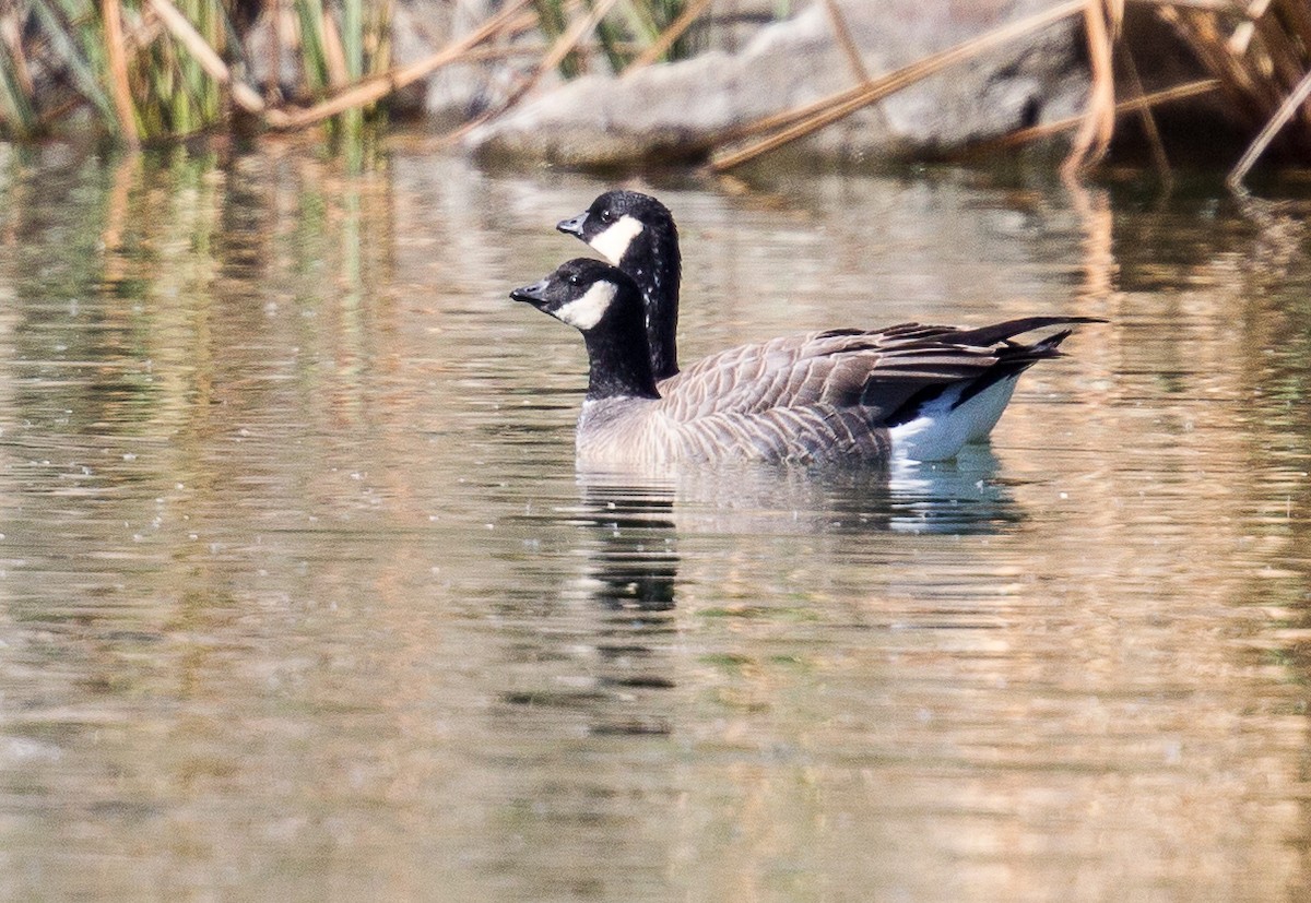 Cackling Goose - ML370906801