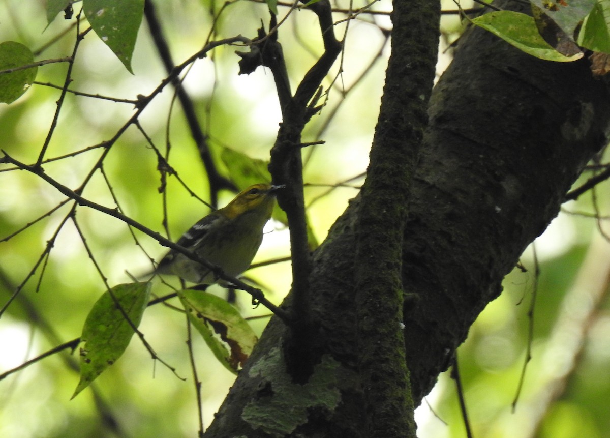 Black-throated Green Warbler - ML370907561
