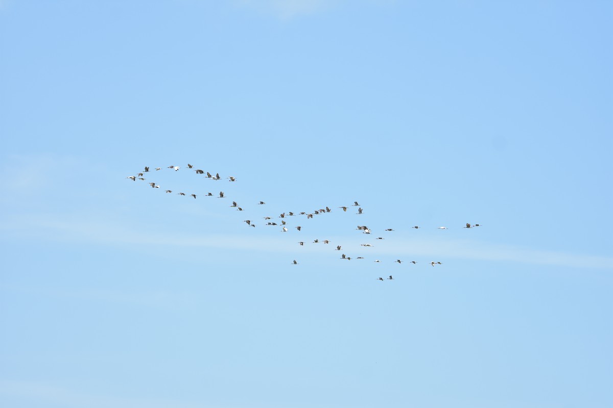 White Ibis - ML370908181