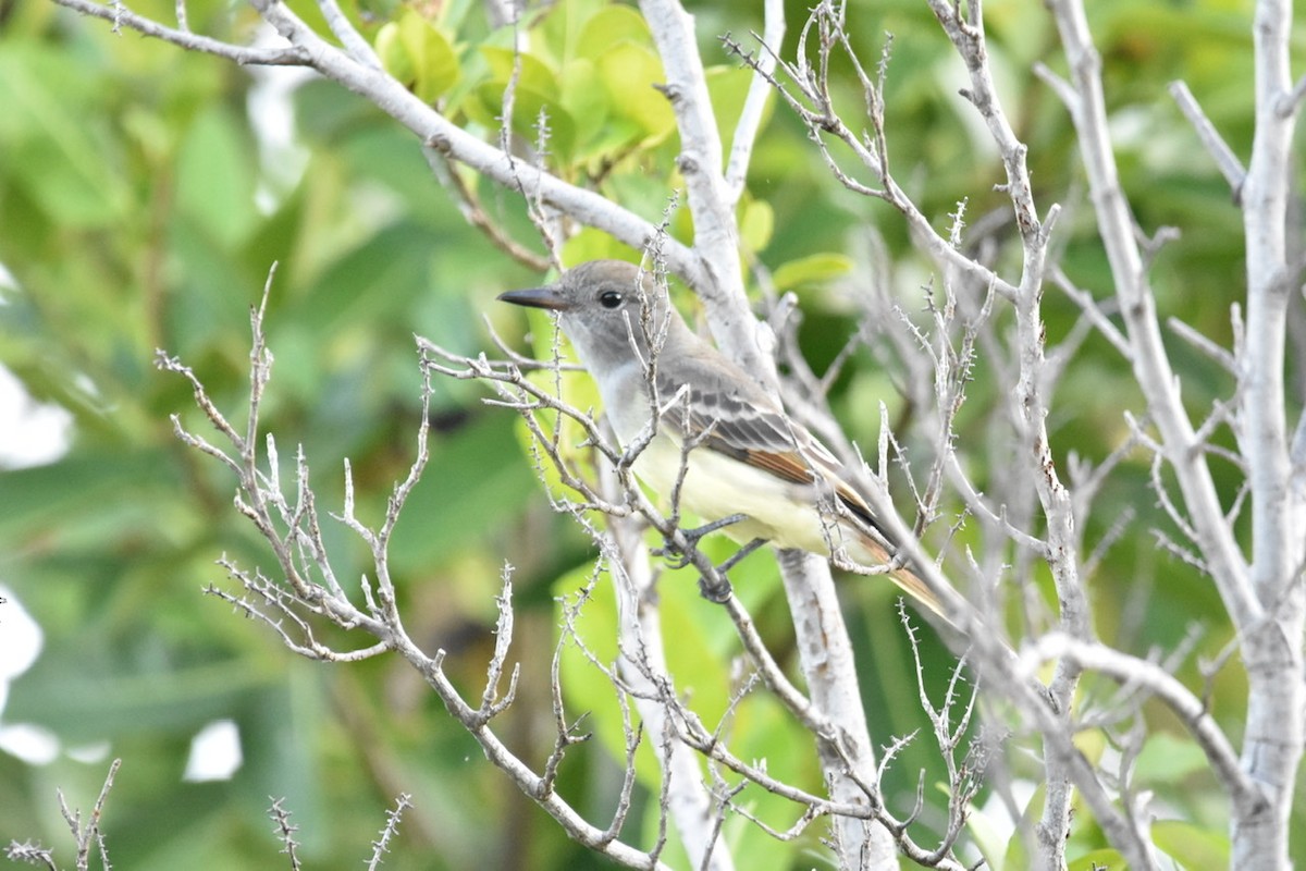 Great Crested Flycatcher - Mariah Hryniewich