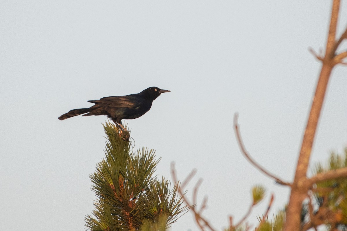 Boat-tailed Grackle - ML370910371