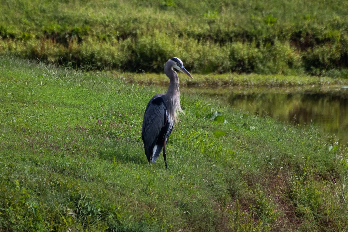 Great Blue Heron (Great Blue) - Kelly Krechmer