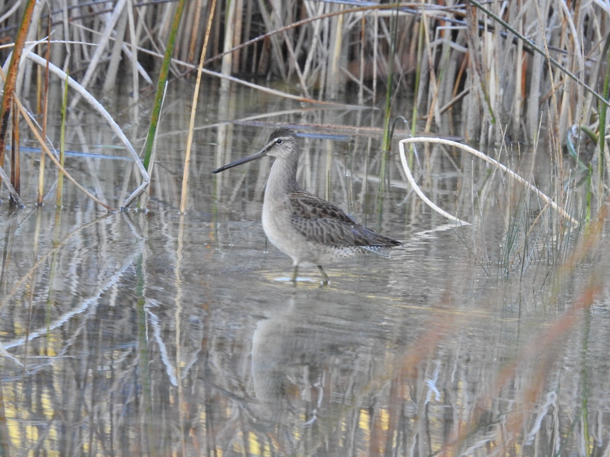 Long-billed Dowitcher - ML370910721