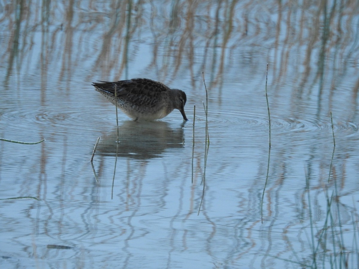 Long-billed Dowitcher - Wilson Davidson