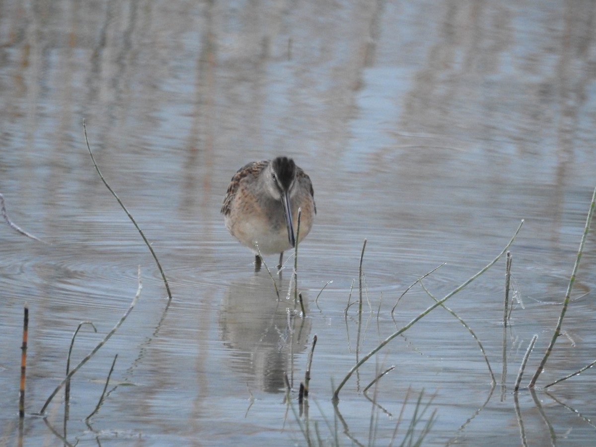 Long-billed Dowitcher - ML370911021