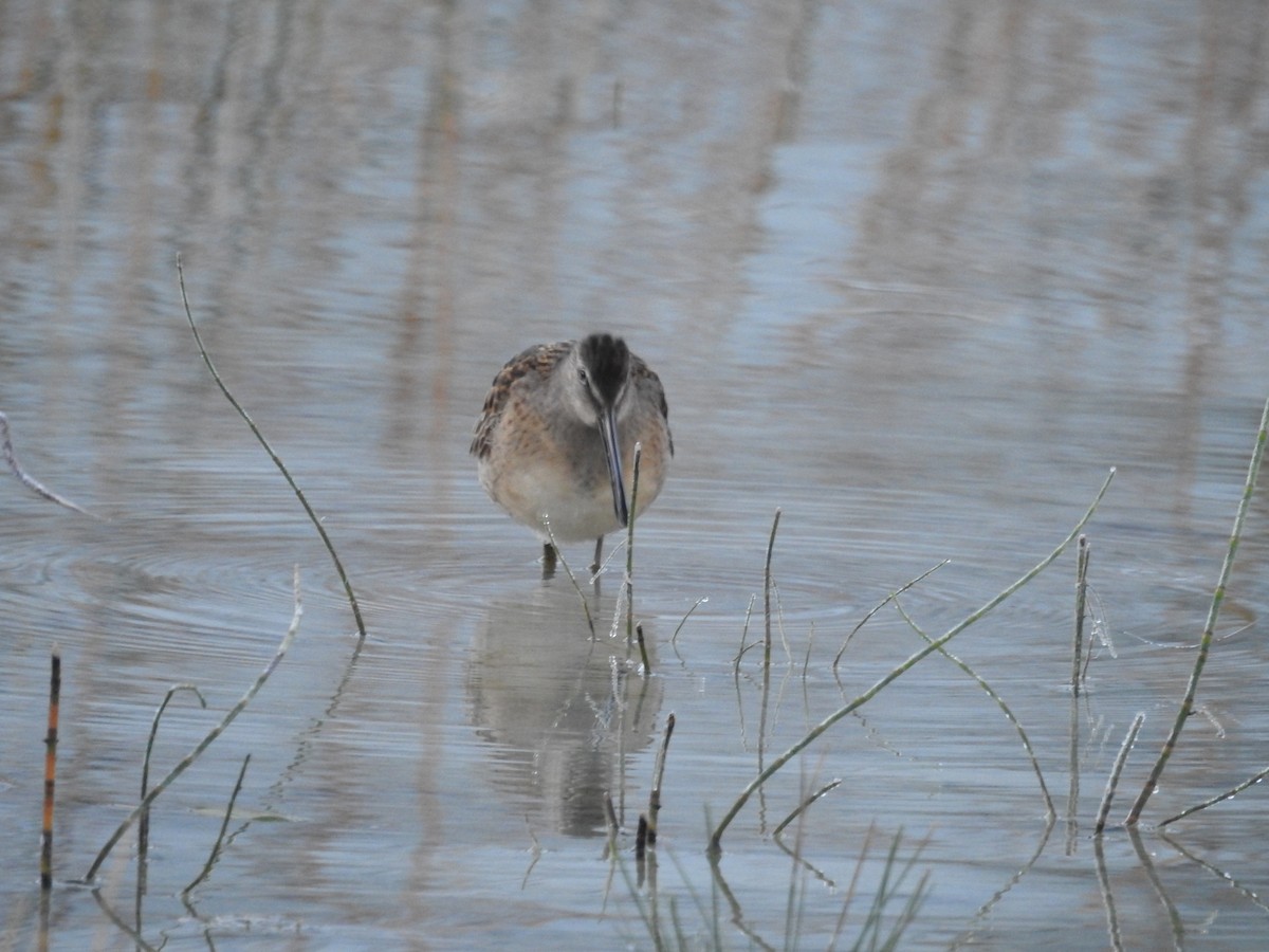 langnebbekkasinsnipe - ML370911021