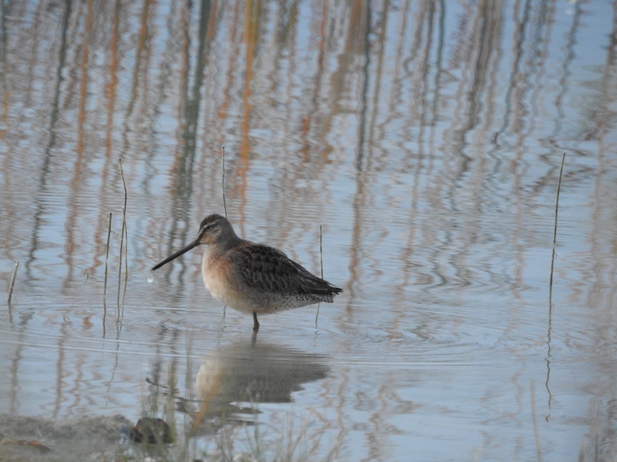 Long-billed Dowitcher - ML370911051