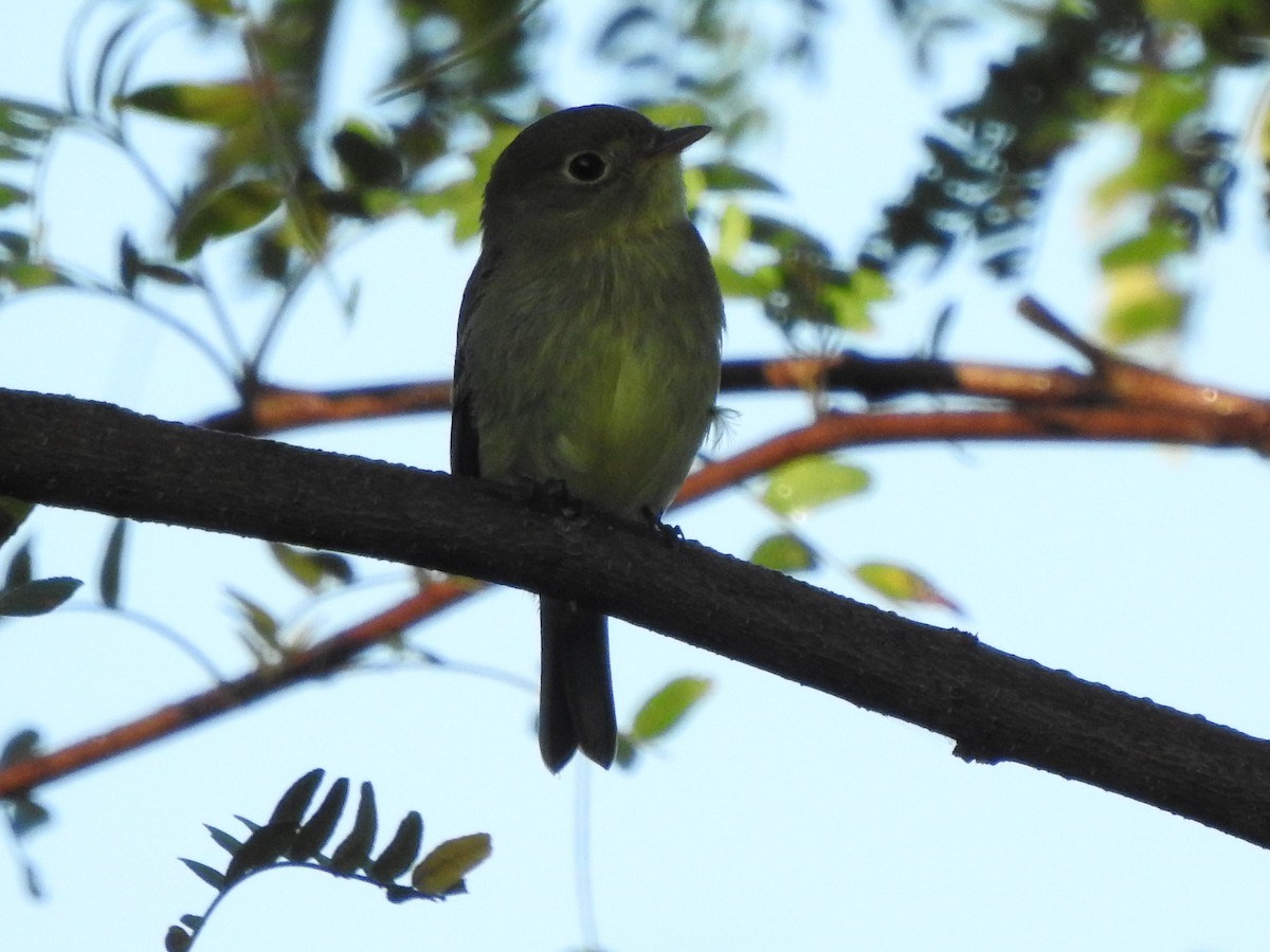 Yellow-bellied Flycatcher - ML370913081