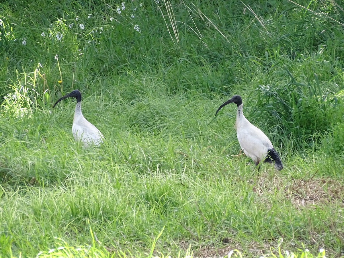ibis australský - ML370914731