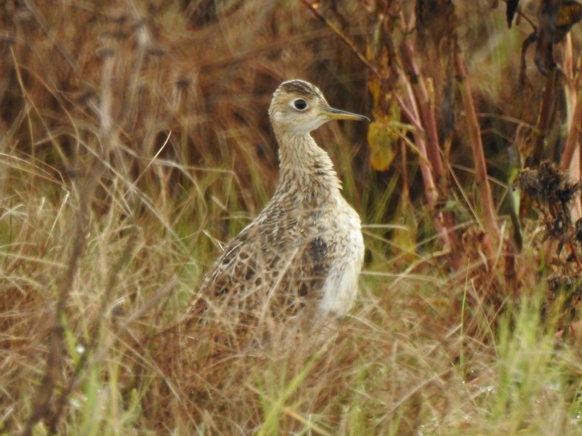 Upland Sandpiper - ML370915201